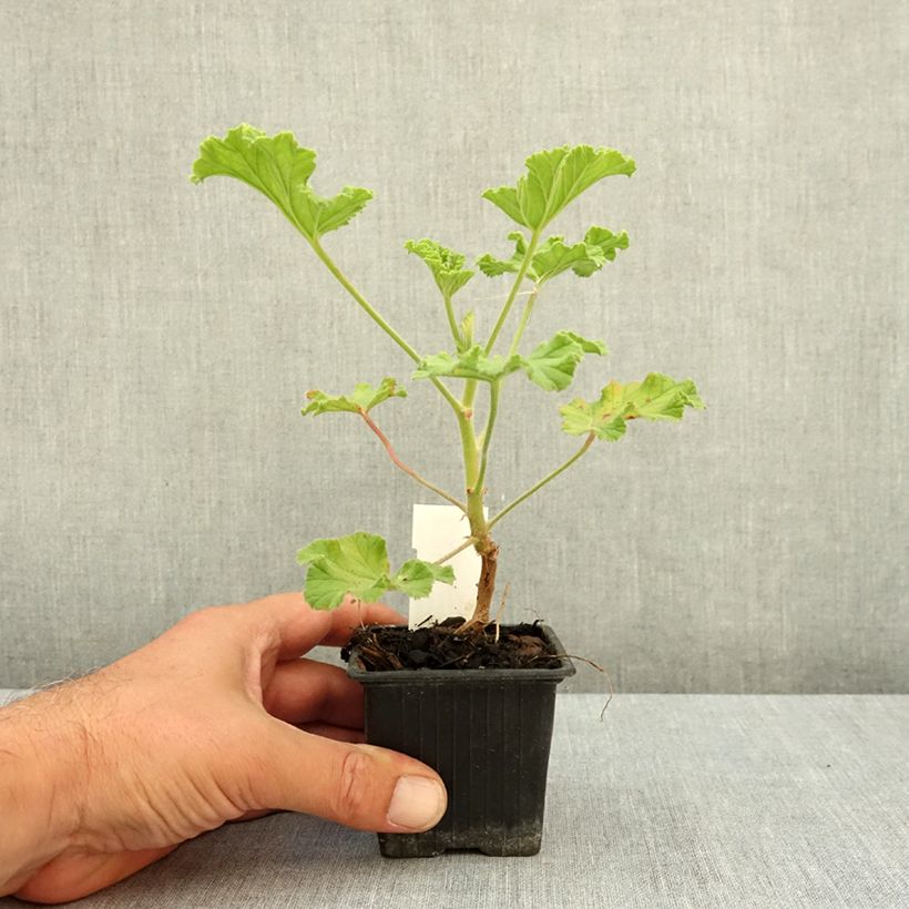 Esemplare di Pelargonium Purple Unique Vasetto da 8/9 cm consegnato in estate