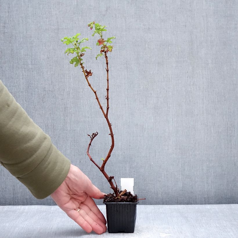 Pelargonium quercifolium Royal Oak Vasetto da 8/9 cm esemplare consegnato in inverno