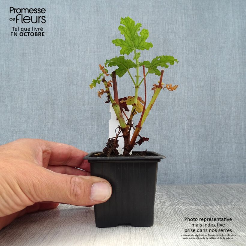 Esemplare di Pelargonium quercifolium Royal Oak Vasetto da 8/9 cm come consegnato in autunno