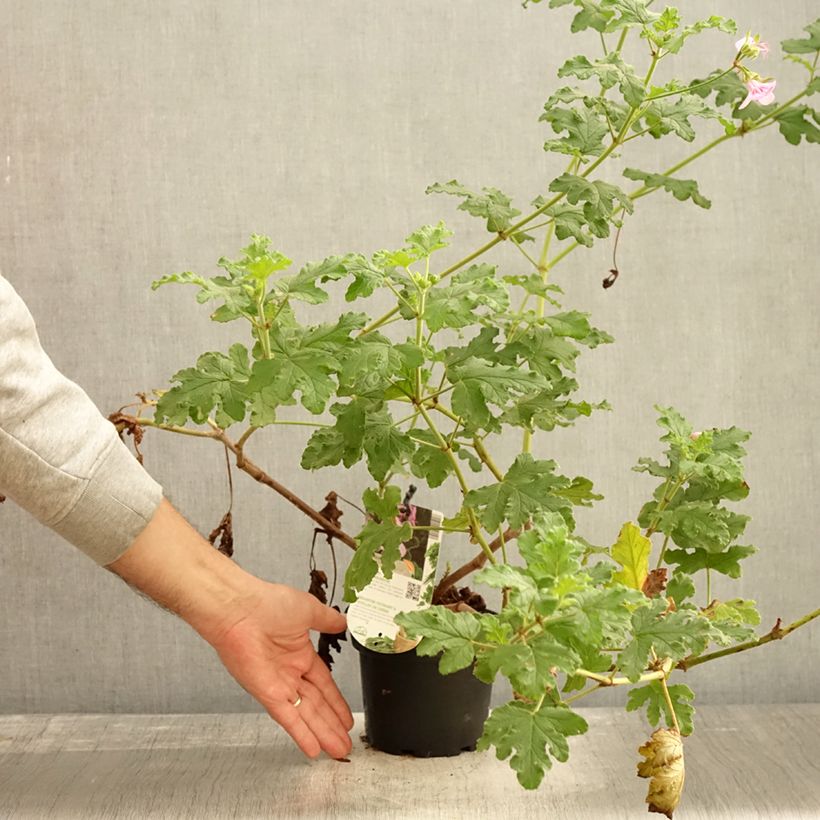 Esemplare di Pelargonium quercifolium Royal Oak Vaso da 1,5L/2L come consegnato in autunno