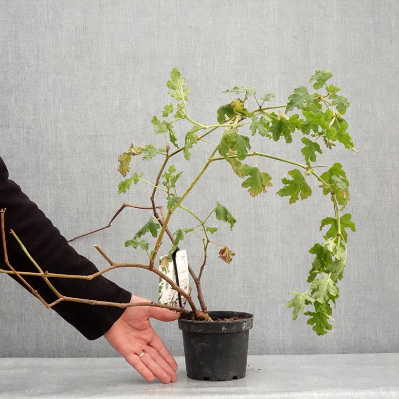 Pelargonium quercifolium Royal Oak Vaso da 1,5L/2L esemplare consegnato in inverno