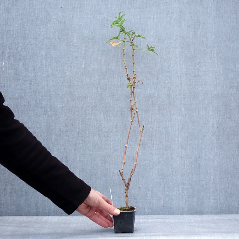 Pelargonium graveolens Robert's Lemon Rose - Pelargonio odoroso Vasetto da 8/9 cm esemplare consegnato in inverno