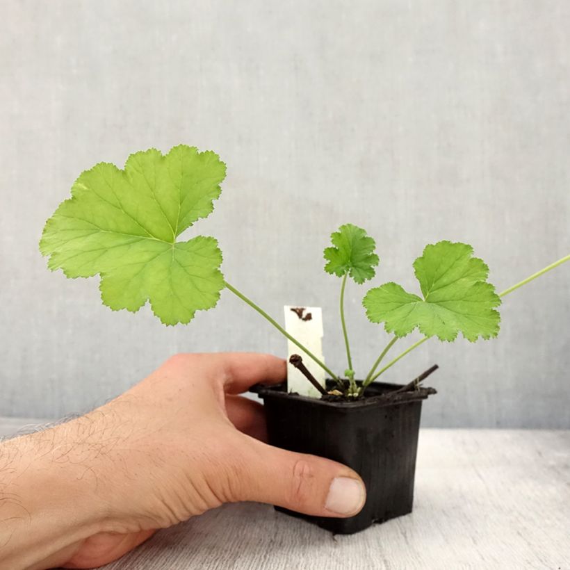 Esemplare di Pelargonium odoratissimum - Pelargo odoroso Vasetto da 8/9 cm come consegnato in autunno