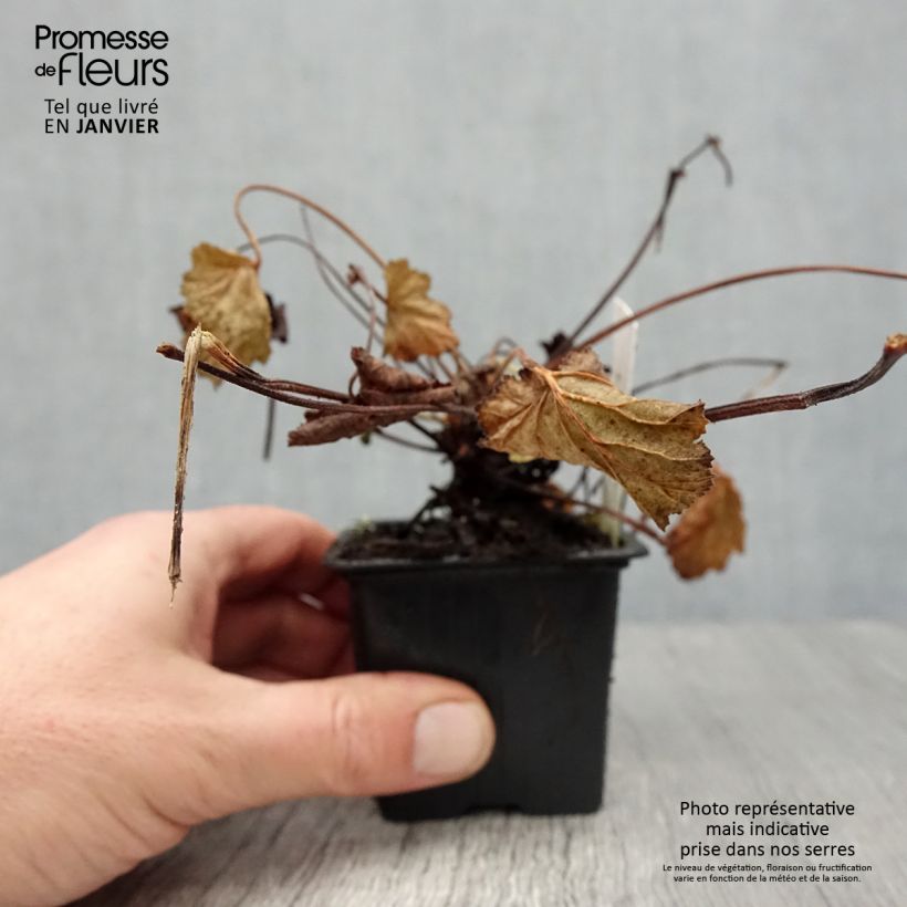 Pelargonium odoratissimum - Pelargo odoroso Vasetto da 8/9 cm esemplare consegnato in inverno