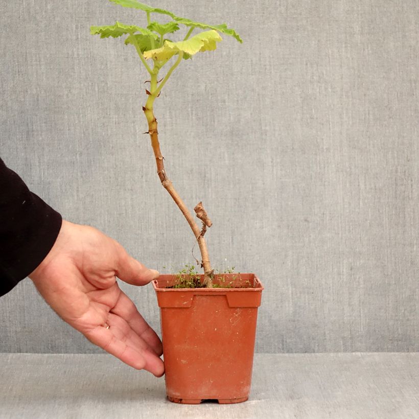 Esemplare di Pelargonium papilionaceum Vaso da 1L/1,5L come consegnato in autunno