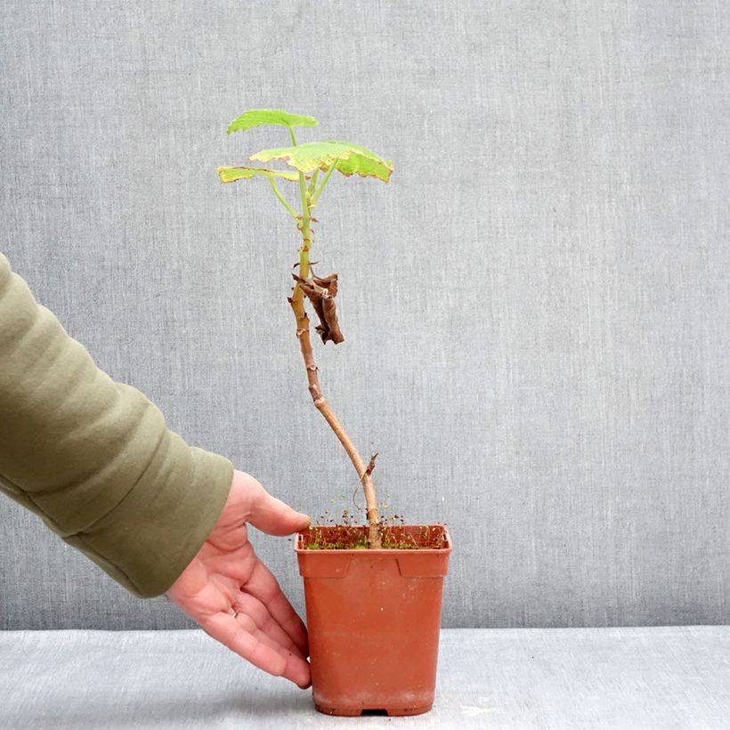 Pelargonium papilionaceum Vaso da 1L/1,5L esemplare consegnato in inverno