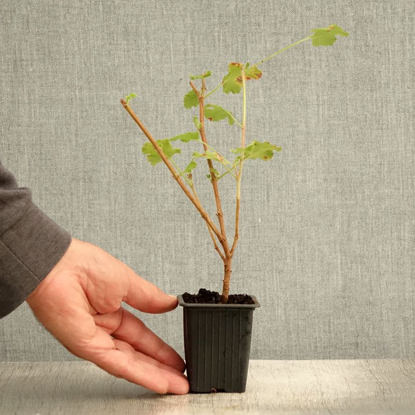 Esemplare di Pelargonium crispum Prince Rupert Vasetto da 7/8 cm consegnato in estate