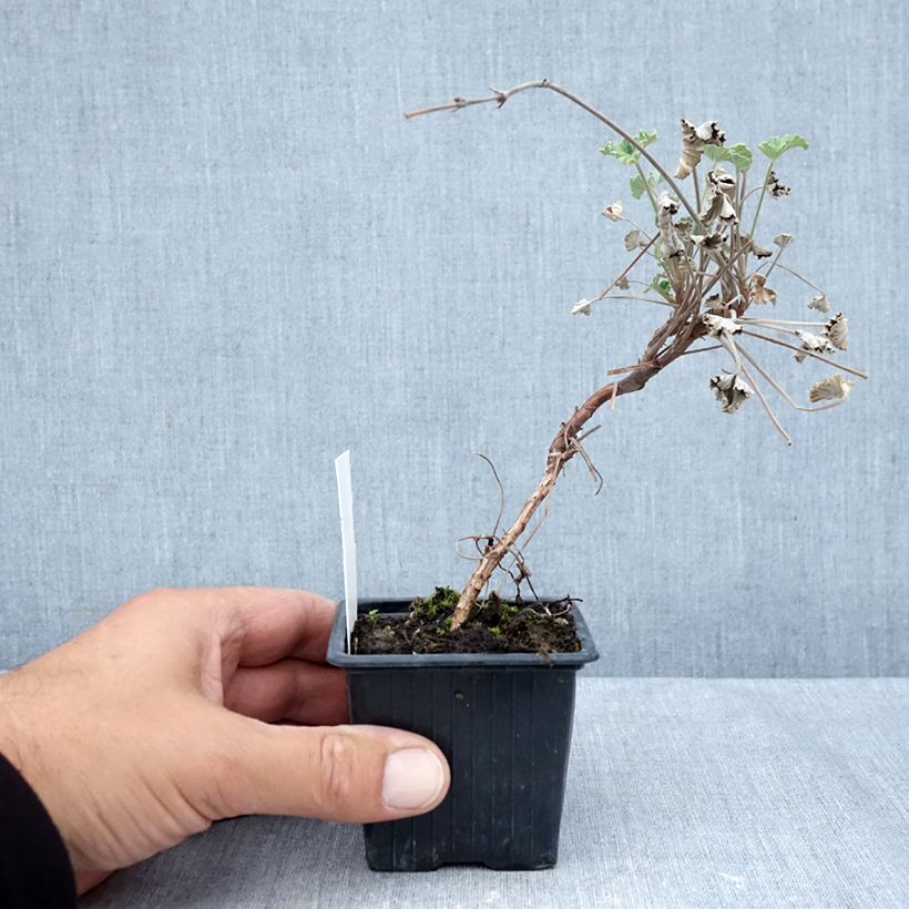 Esemplare di Pelargonium reniforme sidoides Vasetto da 8/9 cm come consegnato in autunno