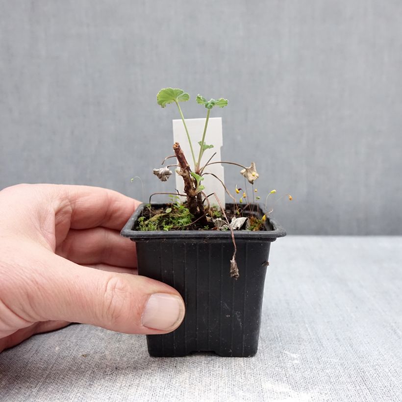 Pelargonium reniforme sidoides Vasetto da 8/9 cm esemplare consegnato in inverno