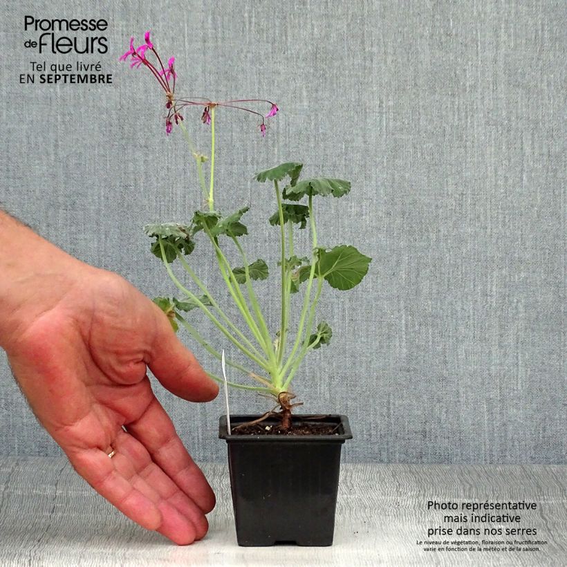 Esemplare di Pelargonium reniforme Vasetto da 8/9 cm come consegnato in autunno
