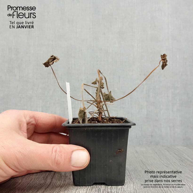 Pelargonium reniforme Vasetto da 8/9 cm esemplare consegnato in inverno