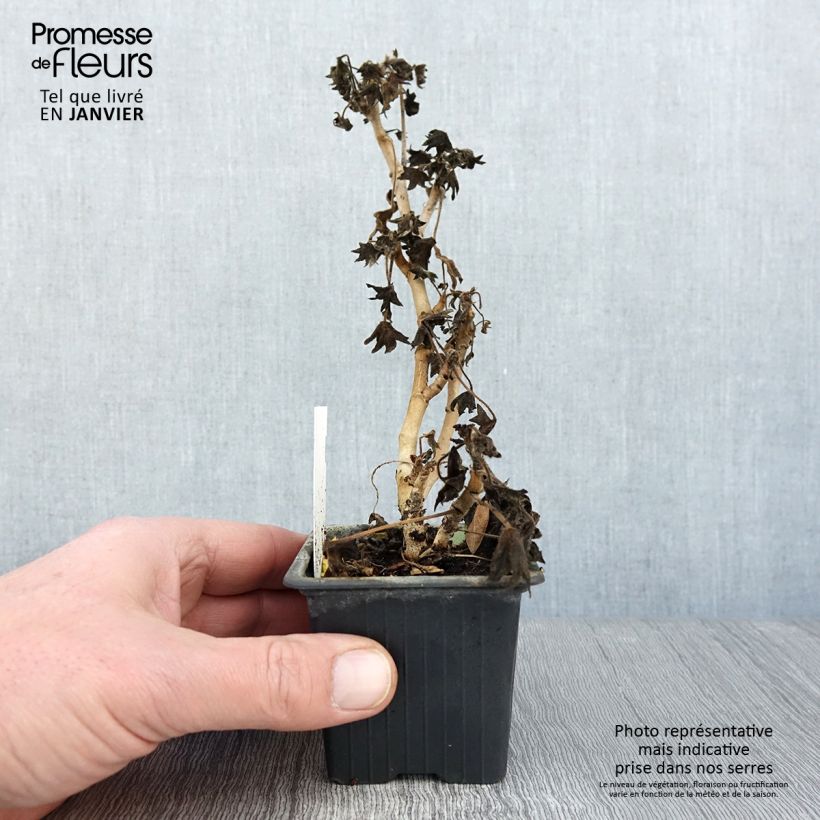 Geranio zonale Stellar Bird Dancer Vasetto da 8/9 cm esemplare consegnato in inverno