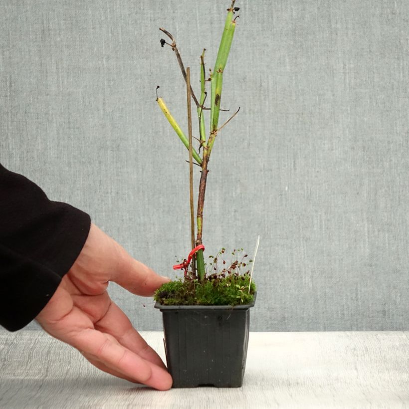 Esemplare di Pelargonium tetragonum Vasetto da 8/9 cm come consegnato in autunno