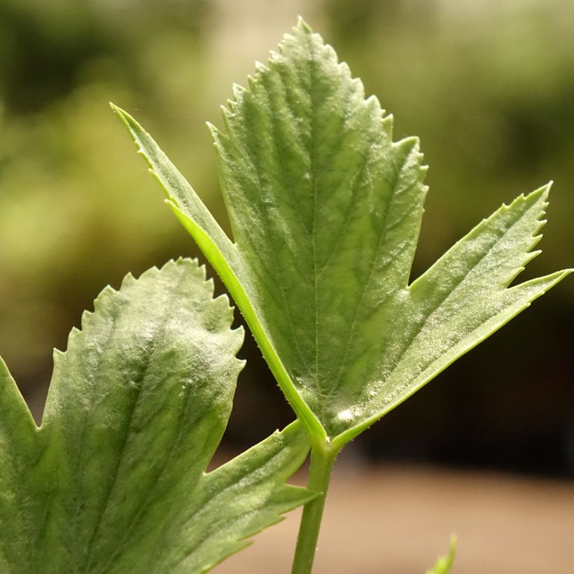 Pelargonium tricuspidatum (Fogliame)
