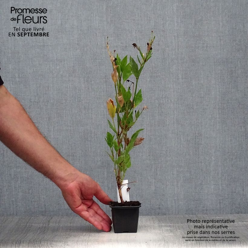 Esemplare di Pelargonium tricuspidatum Vasetto da 8/9 cm come consegnato in autunno