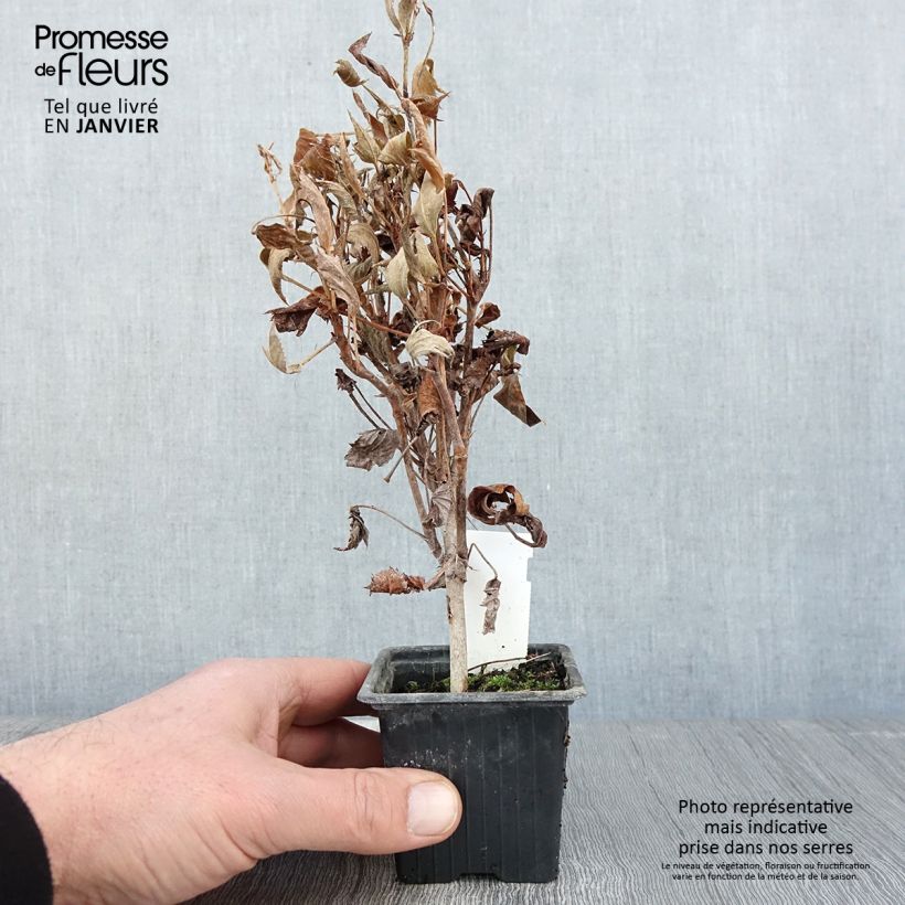 Pelargonium tricuspidatum Vasetto da 8/9 cm esemplare consegnato in inverno