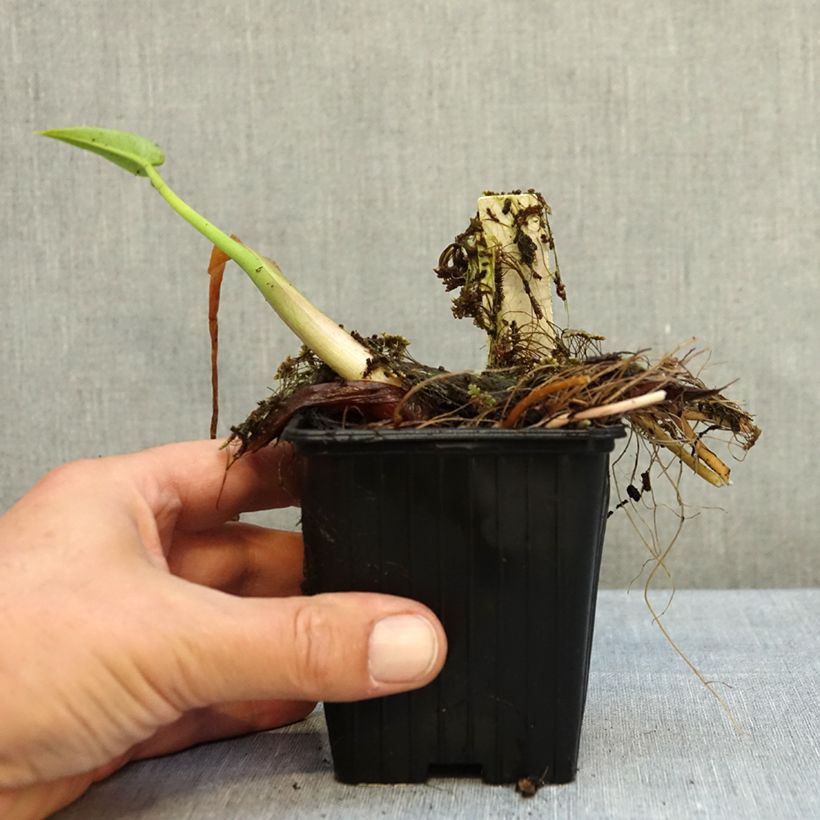 Esemplare di Peltandra virginica Vasetto da 8/9 cm come consegnato in autunno