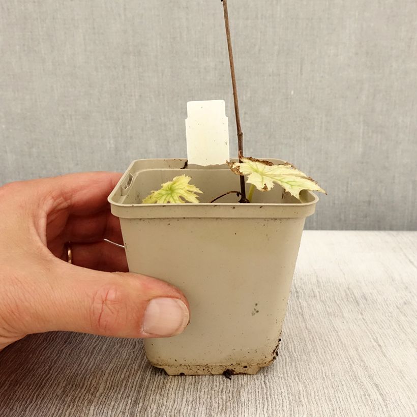 Esemplare di Peltoboykinia watanabei Vasetto da 8/9 cm come consegnato in autunno