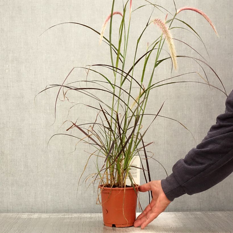 Esemplare di Pennisetum advena Rubrum Vaso da 1L/1,5L come consegnato in autunno