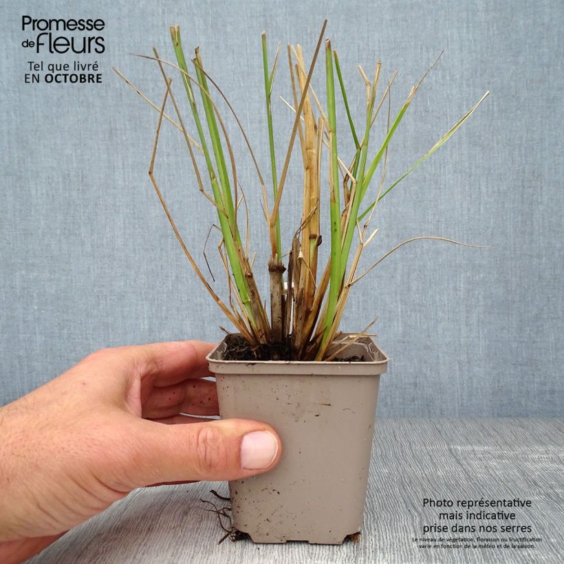 Esemplare di Pennisetum alopecuroïdes Black Beauty Vasetto da 8/9 cm come consegnato in autunno