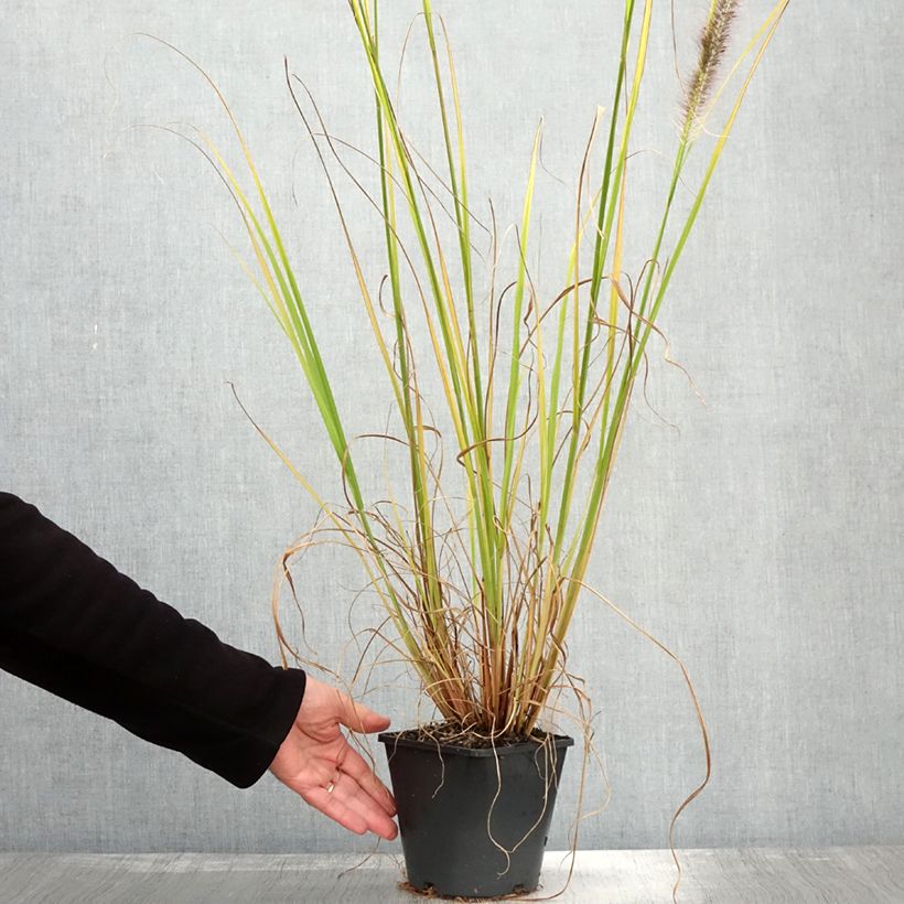 Esemplare di Pennisetum alopecuroïdes Black Beauty Vaso da 2L/3L come consegnato in autunno