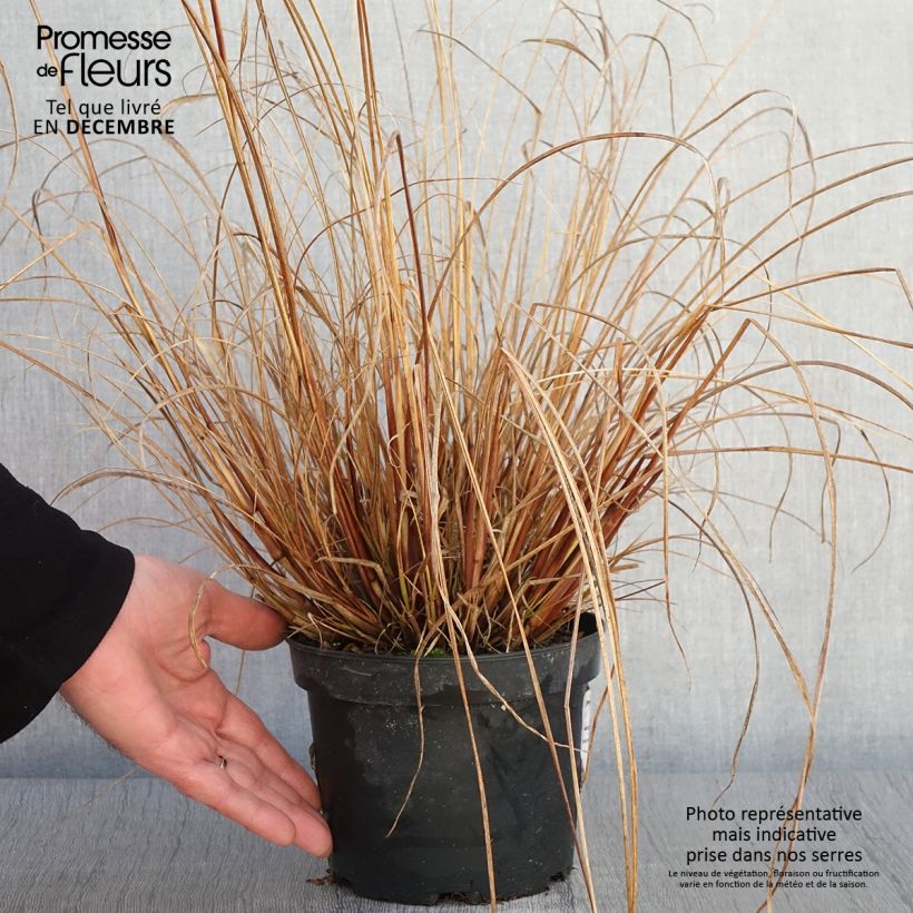 Esemplare di Pennisetum alopecuroïdes Cassian Vaso da 2L/3L come consegnato in autunno