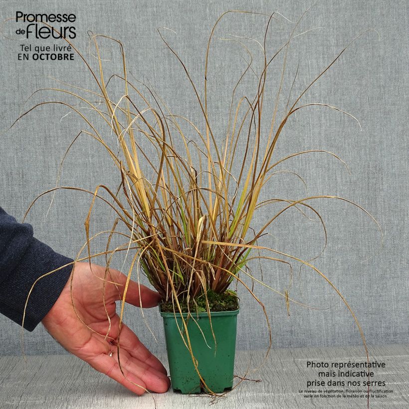 Esemplare di Pennisetum alopecuroïdes Cassian Vasetto da 8/9 cm come consegnato in autunno