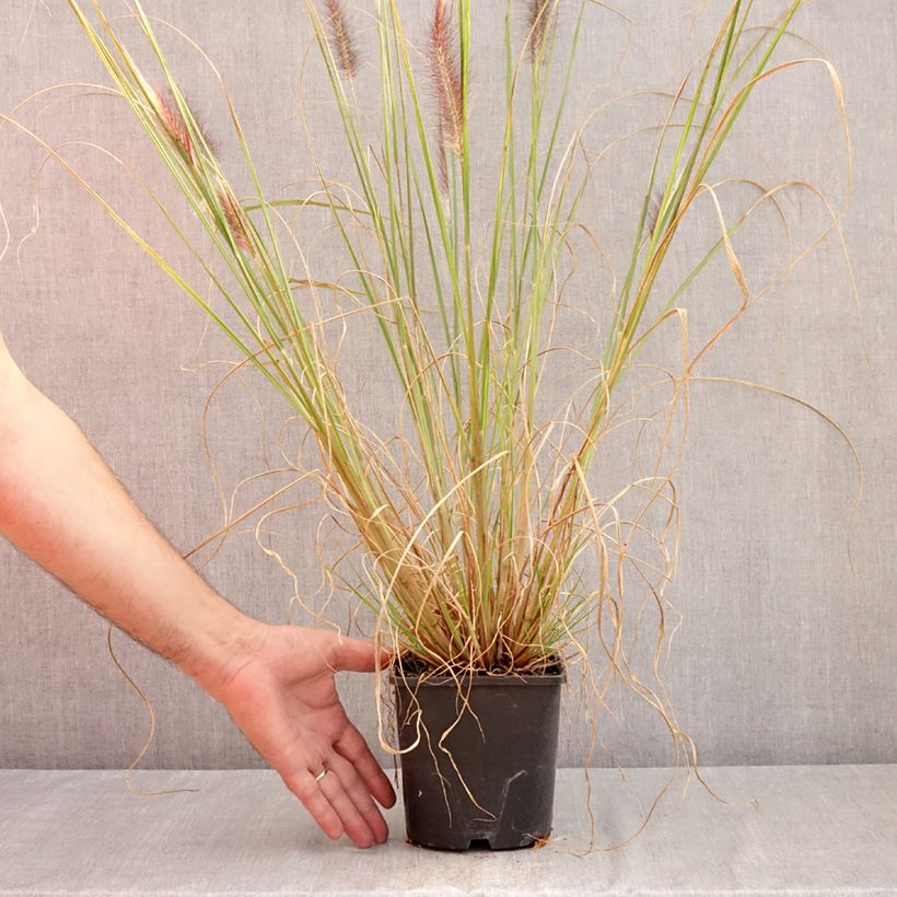 Esemplare di Pennisetum alopecuroïdes f. viridescens Vaso da 2L/3L consegnato in estate
