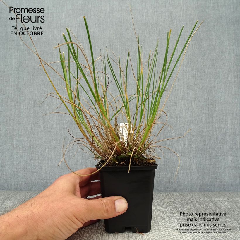 Esemplare di Pennisetum alopecuroides Goldstrich Vasetto da 8/9 cm come consegnato in autunno