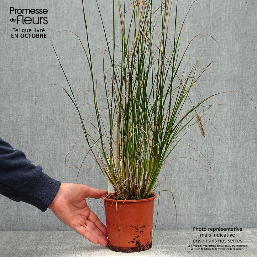 Esemplare di Pennisetum alopecuroïdes Hameln Vaso da 1L/1,5L come consegnato in autunno