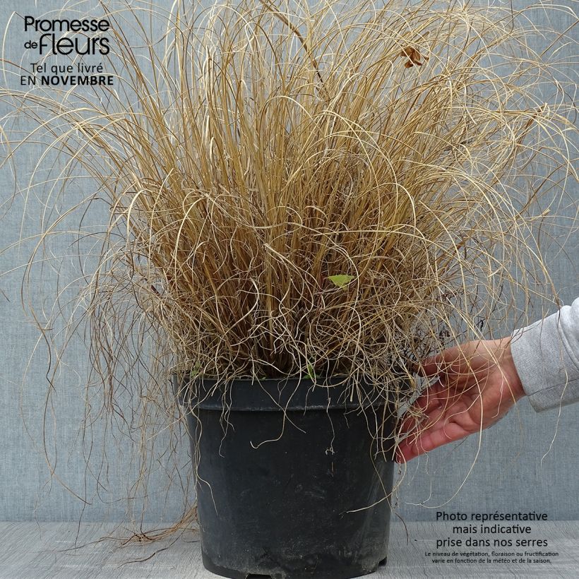 Esemplare di Pennisetum alopecuroïdes Hameln Vaso da 7,5L/10L come consegnato in autunno