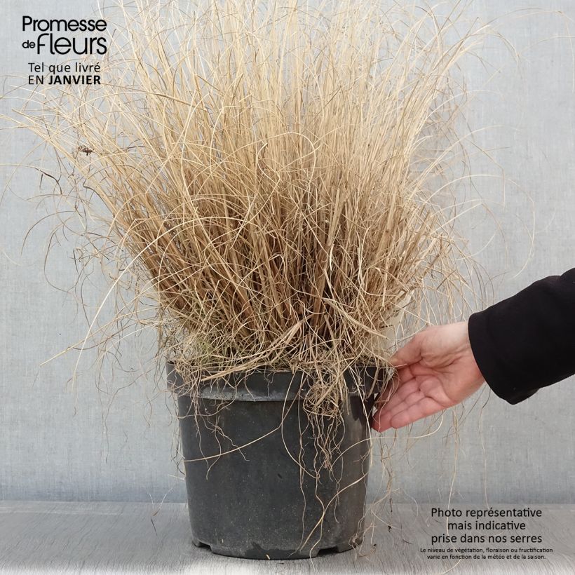Pennisetum alopecuroïdes Hameln Vaso da 7,5L/10L esemplare consegnato in inverno