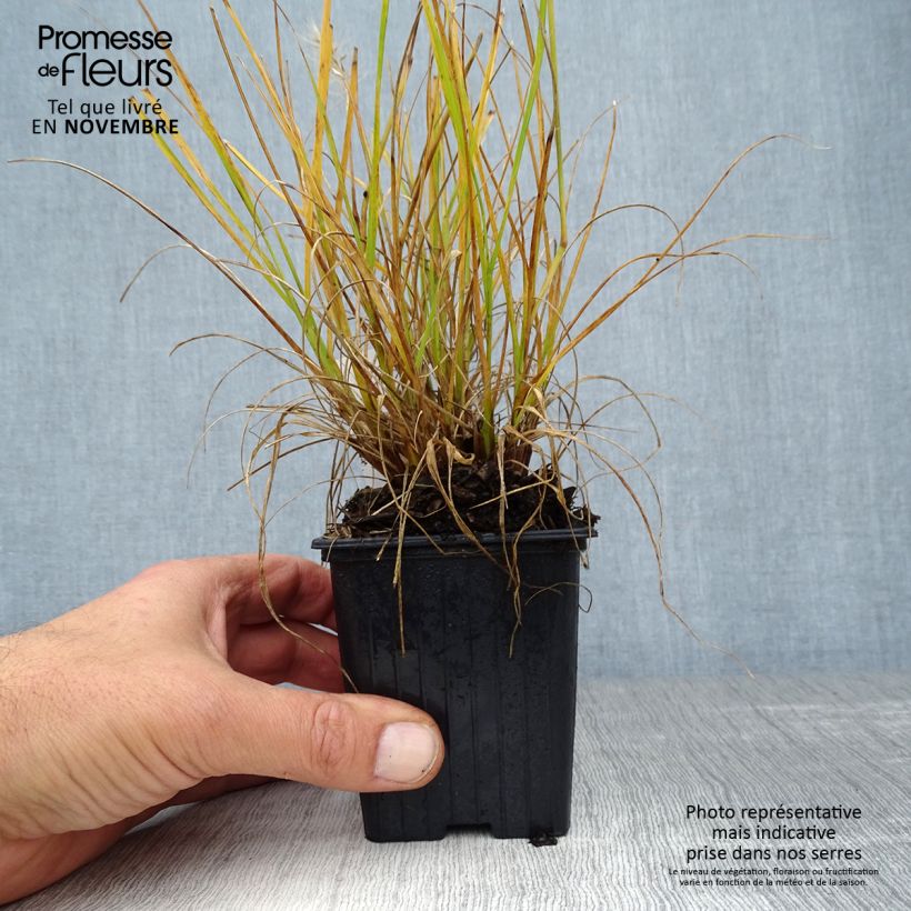 Esemplare di Pennisetum alopecuroïdes Hameln Gold Vasetto da 8/9 cm come consegnato in autunno