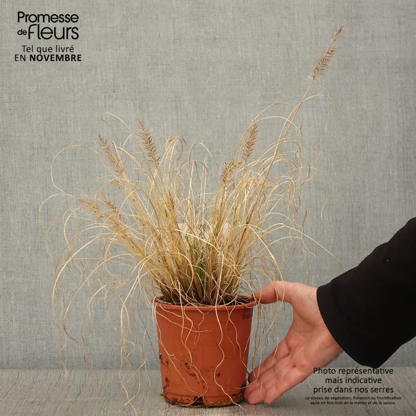 Esemplare di Pennisetum alopecuroïdes Hameln Gold Vaso da 1L/1,5L come consegnato in autunno