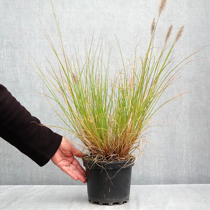 Esemplare di Pennisetum alopecuroïdes Hameln Vaso da 3L/4L come consegnato in autunno