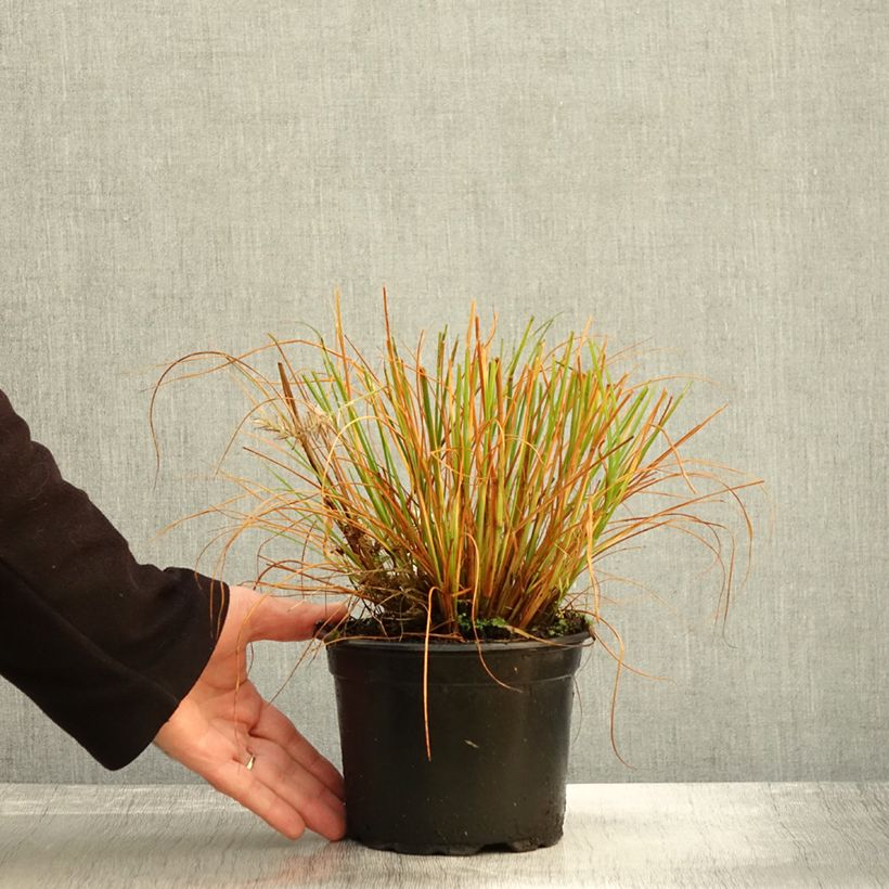 Esemplare di Pennisetum alopecuroïdes Hameln Vaso da 2L/3L come consegnato in autunno