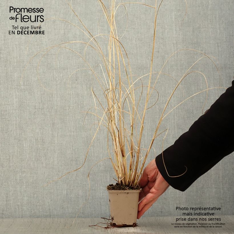 Esemplare di Pennisetum alopecuroïdes Herbstzauber Vasetto da 8/9 cm come consegnato in autunno