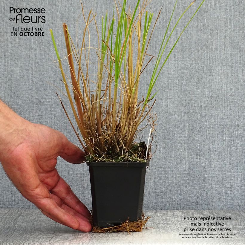 Esemplare di Pennisetum alopecuroïdes Japonicum Vasetto da 8/9 cm come consegnato in autunno