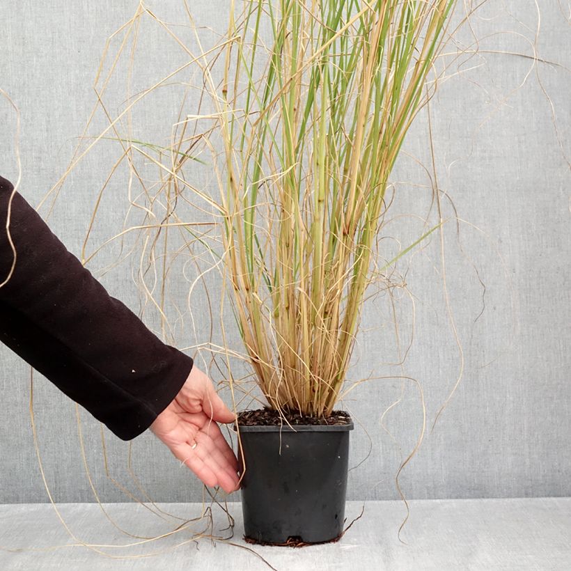 Esemplare di Pennisetum alopecuroïdes Japonicum Vaso da 2L/3L come consegnato in autunno