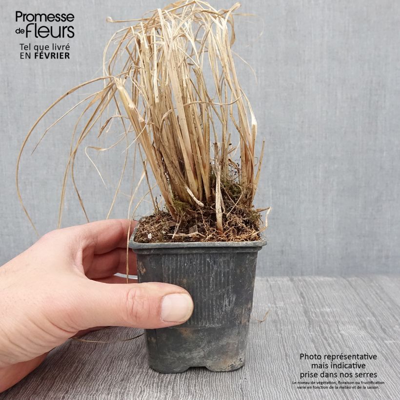 Pennisetum alopecuroïdes Lepage Gold Vasetto da 8/9 cm esemplare consegnato in inverno