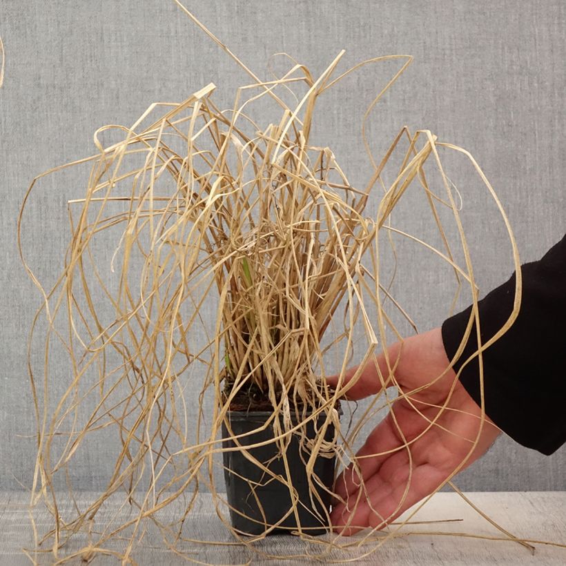 Pennisetum alopecuroïdes Lepage Gold Vasetto da 8/9 cm esemplare consegnato in primavera