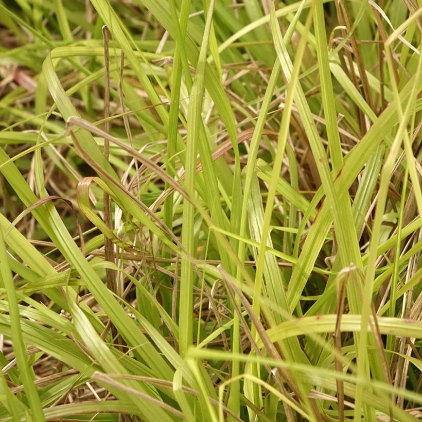 Pennisetum alopecuroïdes Lepage Gold (Fogliame)