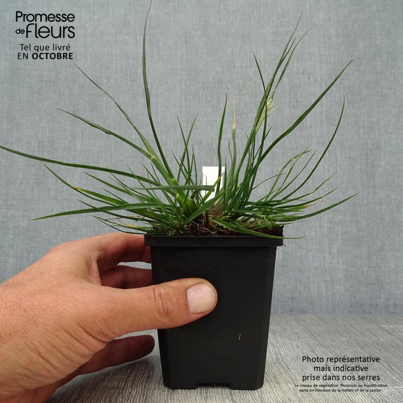 Esemplare di Pennisetum alopecuroïdes Little Bunny Vasetto da 8/9 cm come consegnato in autunno