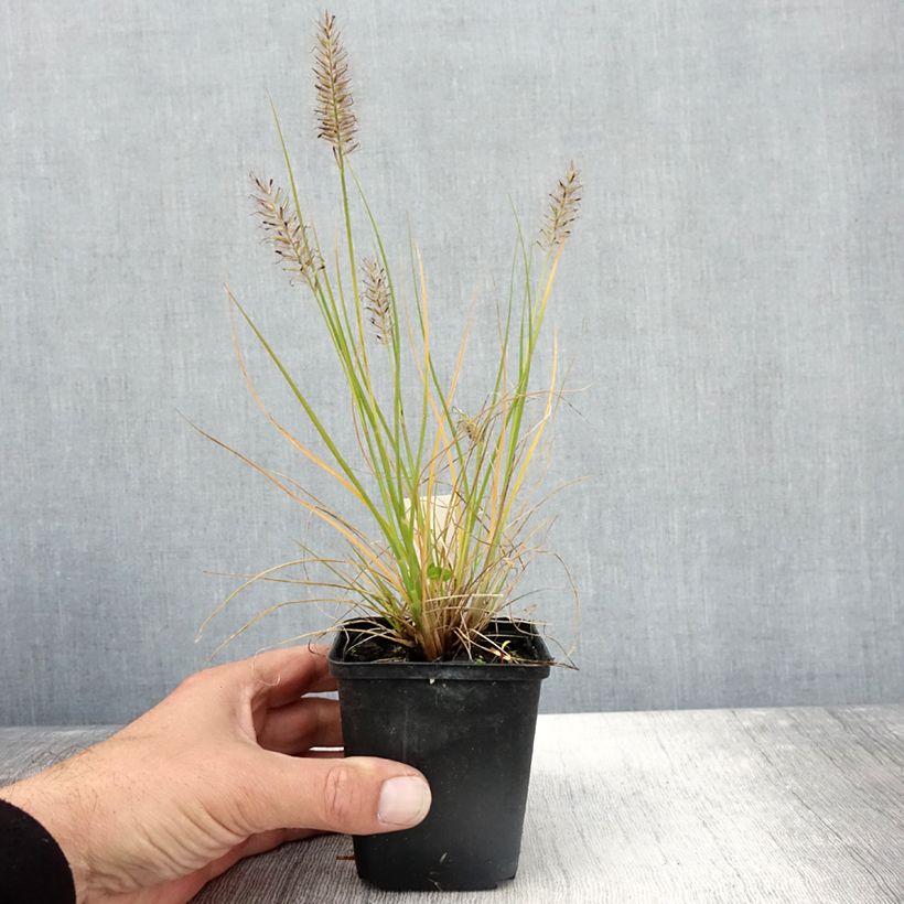 Esemplare di Pennisetum alopecuroides Lumen Gold Vasetto da 8/9 cm come consegnato in autunno