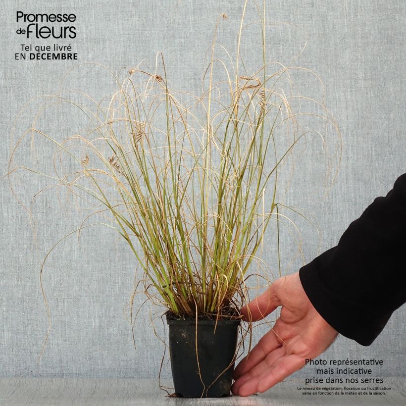 Pennisetum alopecuroides Lumen Gold Vasetto da 8/9 cm esemplare consegnato in inverno