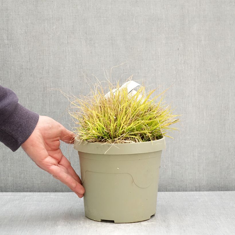 Pennisetum alopecuroides Lumen Gold Vaso da 3L/4L esemplare consegnato in primavera