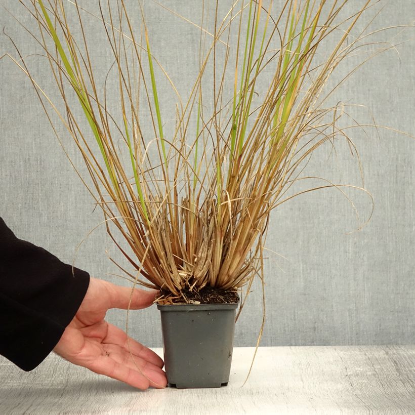Esemplare di Pennisetum alopecuroïdes Magic Vasetto da 8/9 cm come consegnato in autunno