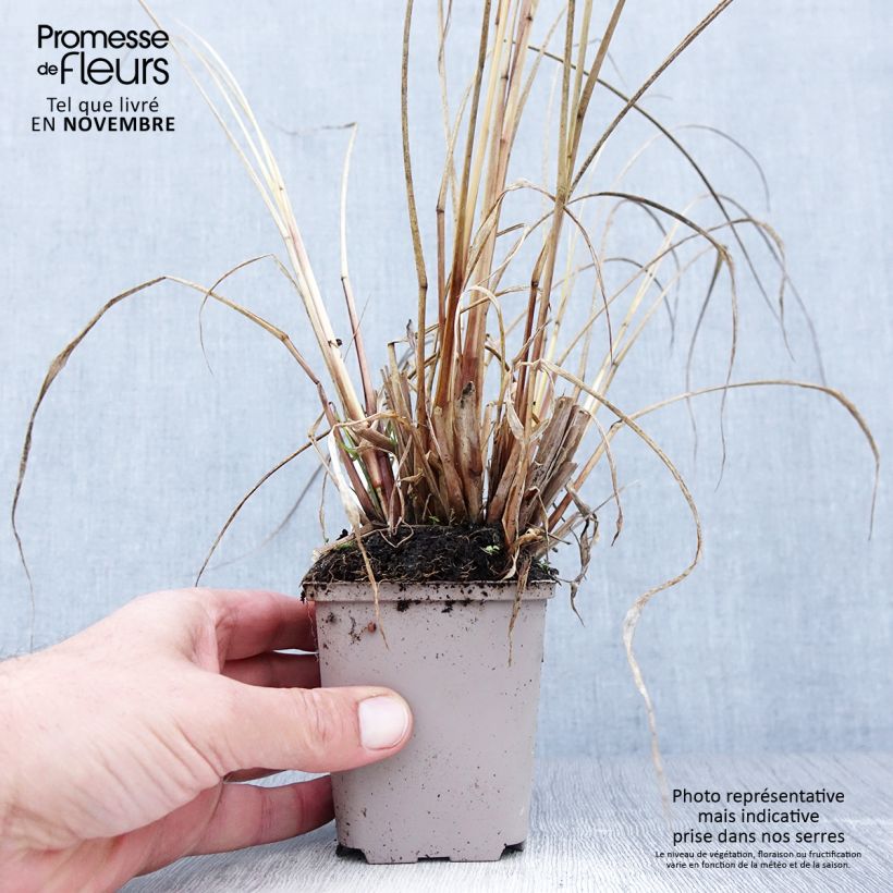 Esemplare di Pennisetum alopecuroïdes National Arboretum Vasetto da 8/9 cm come consegnato in autunno