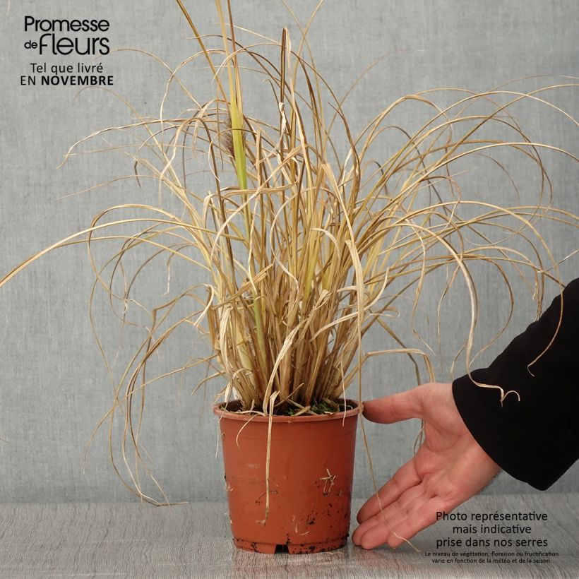 Esemplare di Pennisetum alopecuroïdes National Arboretum Vaso da 1L/1,5L come consegnato in autunno