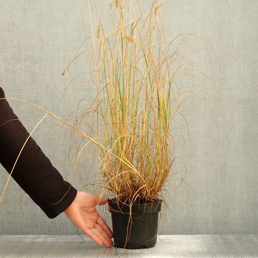 Esemplare di Pennisetum alopecuroïdes National Arboretum Vaso da 3L/4L come consegnato in autunno